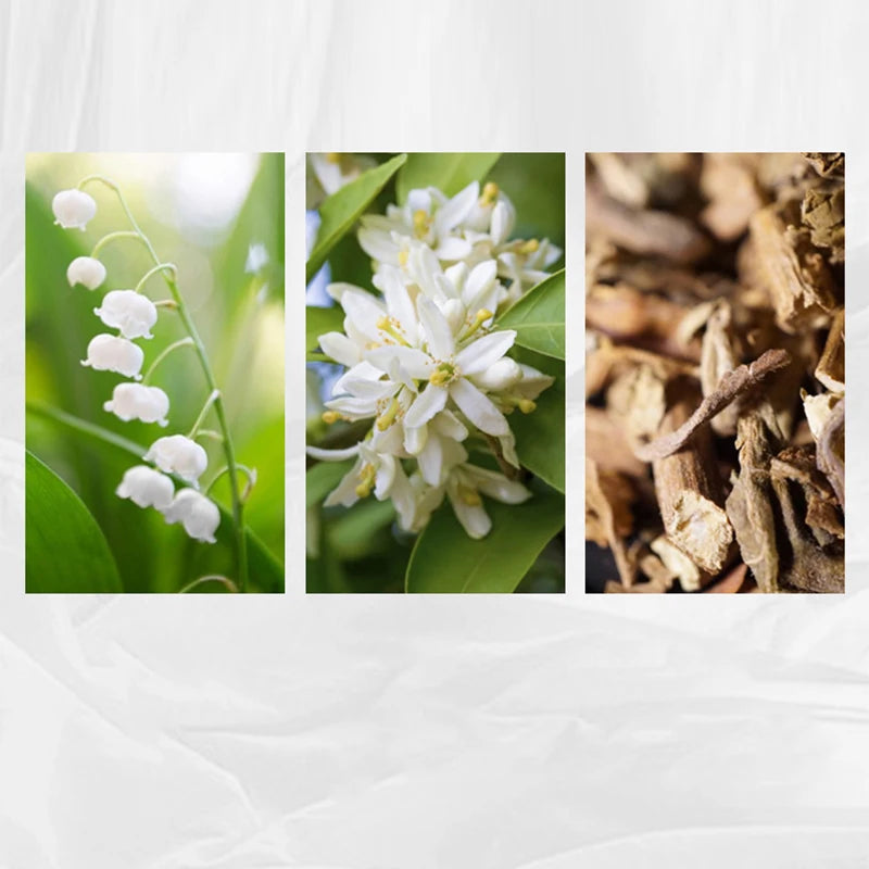 Eau De Toilette Brand Lasting Fragrance Holiday Lazy Floral Fragrance Fresh Vitality Ocean Cologne Charm Unisex Perfume Spray